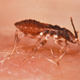 Triatoma infestans, one of the kissing bugs responsible for spreading Chagas disease.